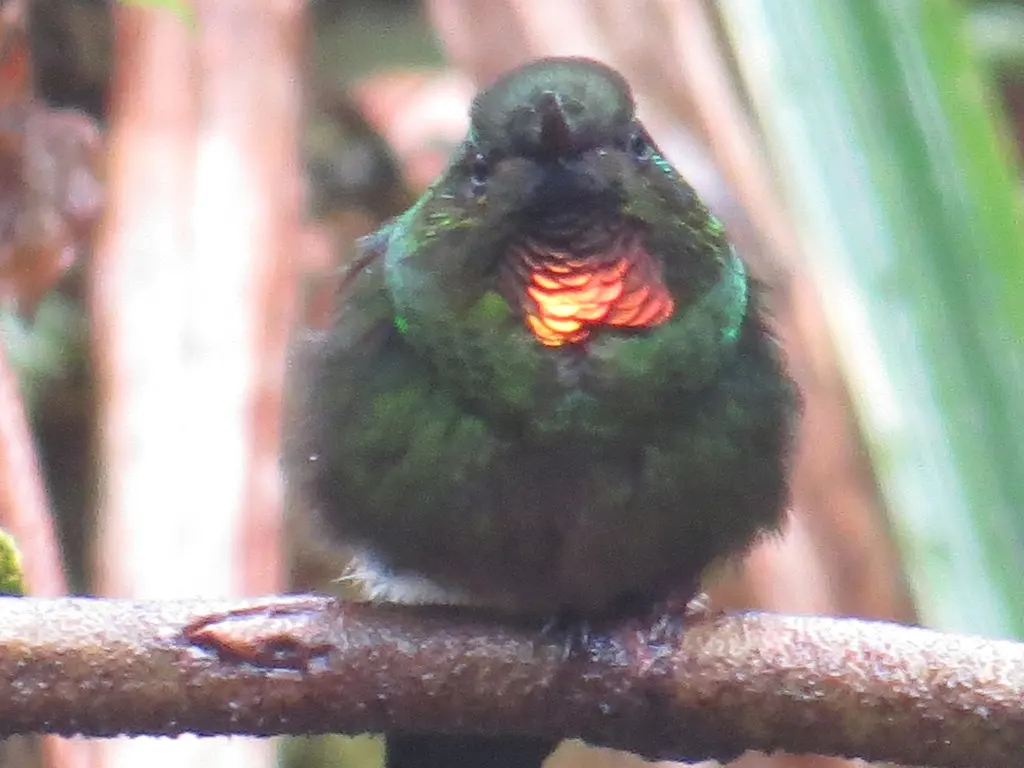 小领蜂鸟(Heliangelus micraster)