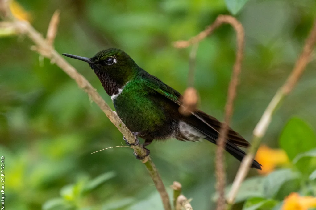 领蜂鸟（Heliangelus strophianus）