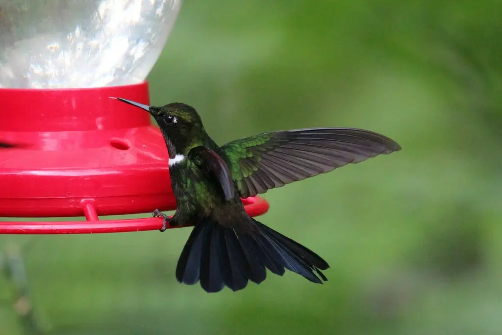 领蜂鸟（Heliangelus strophianus）