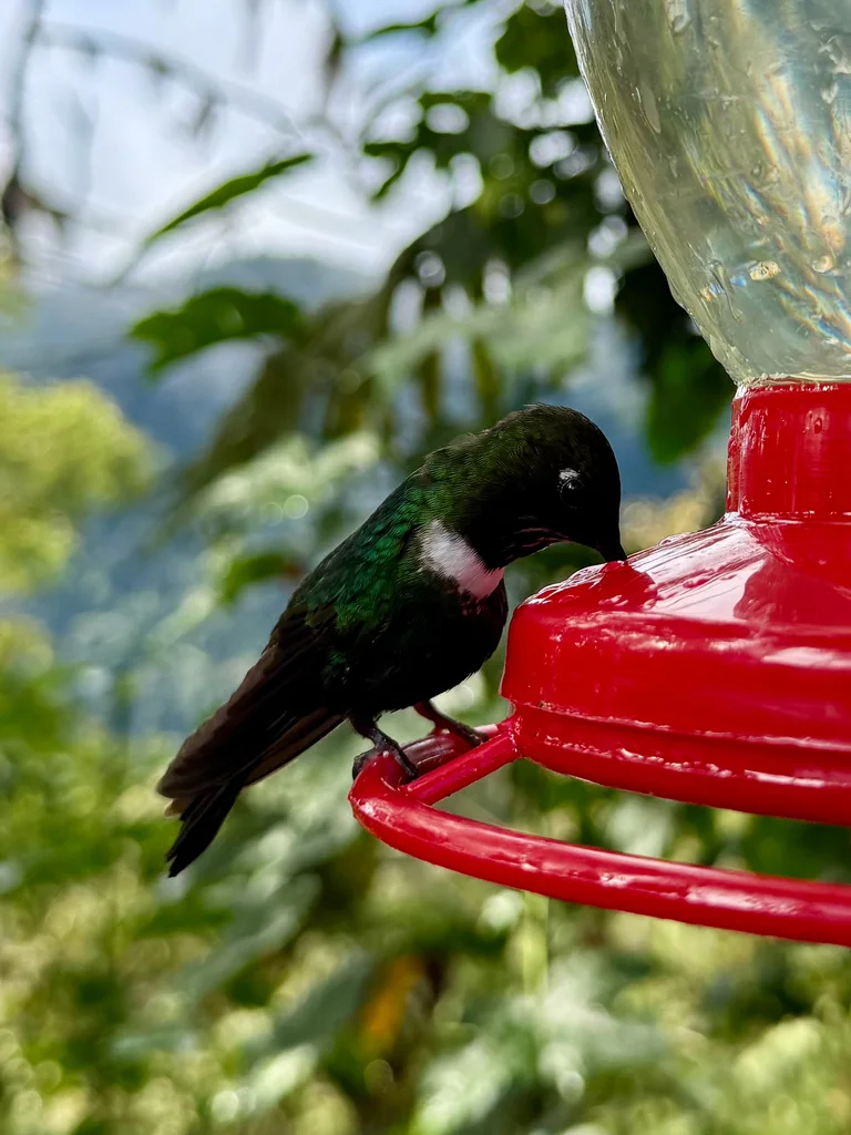 领蜂鸟（Heliangelus strophianus）