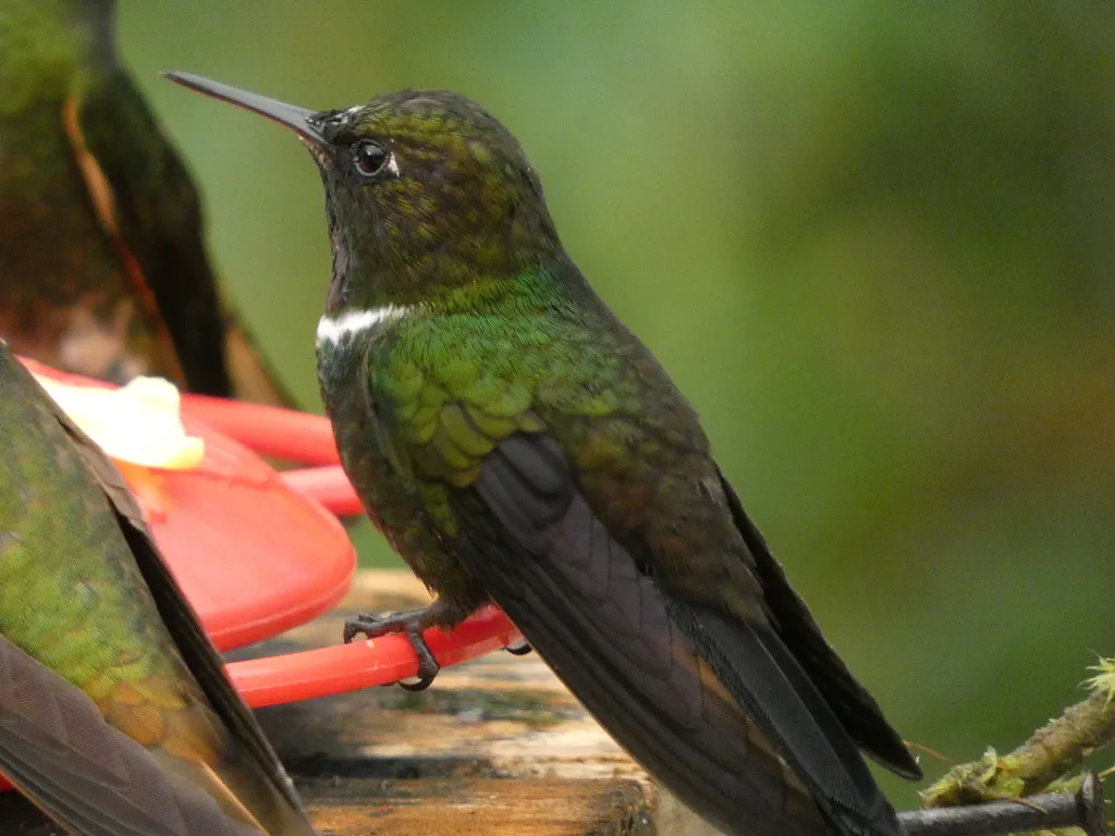 领蜂鸟（Heliangelus strophianus）