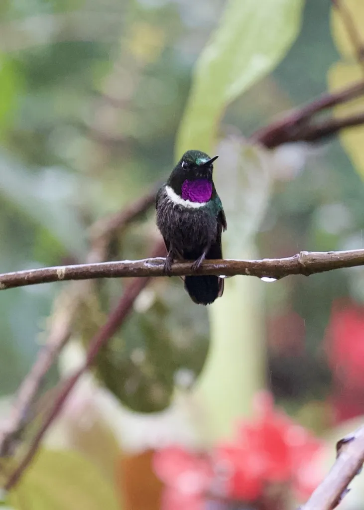 领蜂鸟（Heliangelus strophianus）