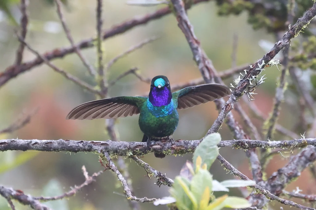 紫喉领蜂鸟(Heliangelus viola)