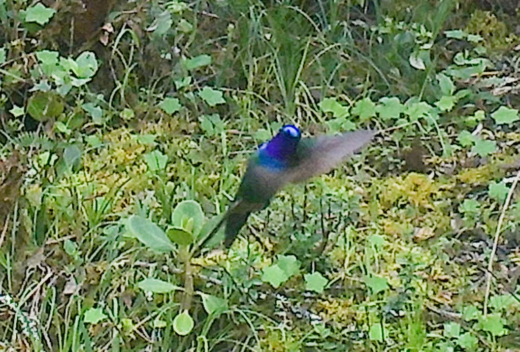 紫喉领蜂鸟(Heliangelus viola)
