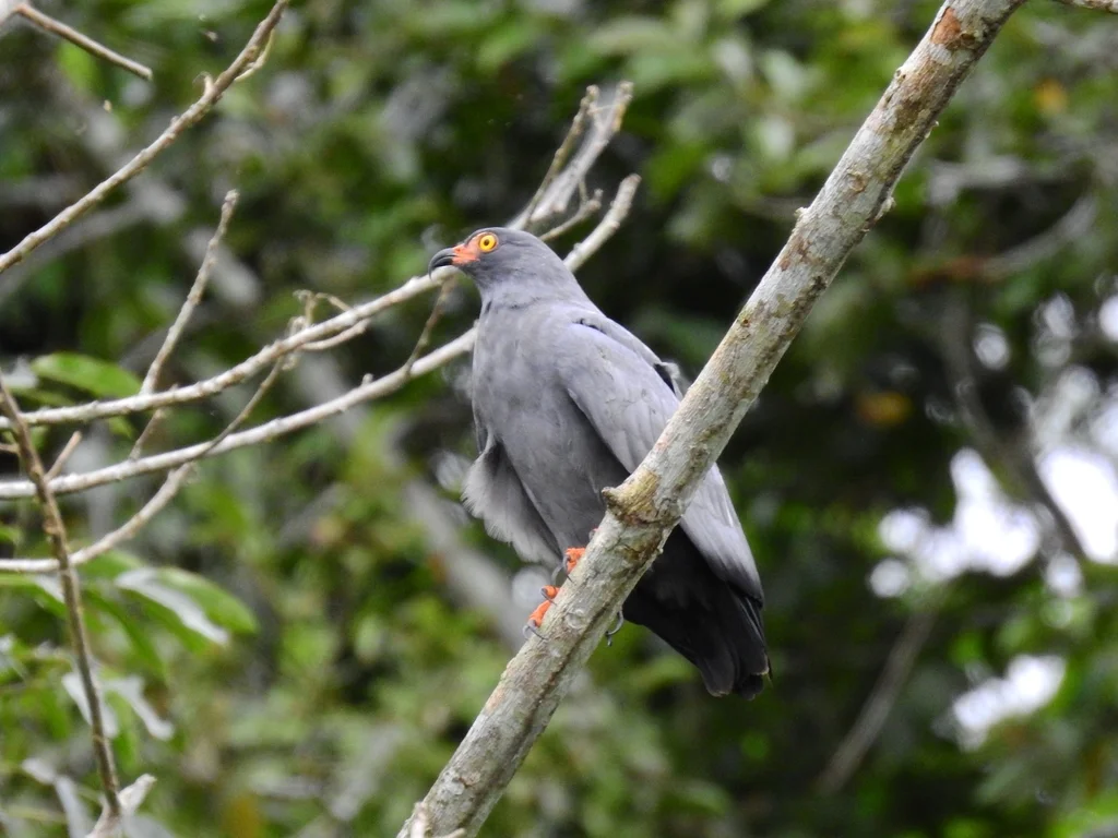 黑臀食螺鸢(Helicolestes hamatus)
