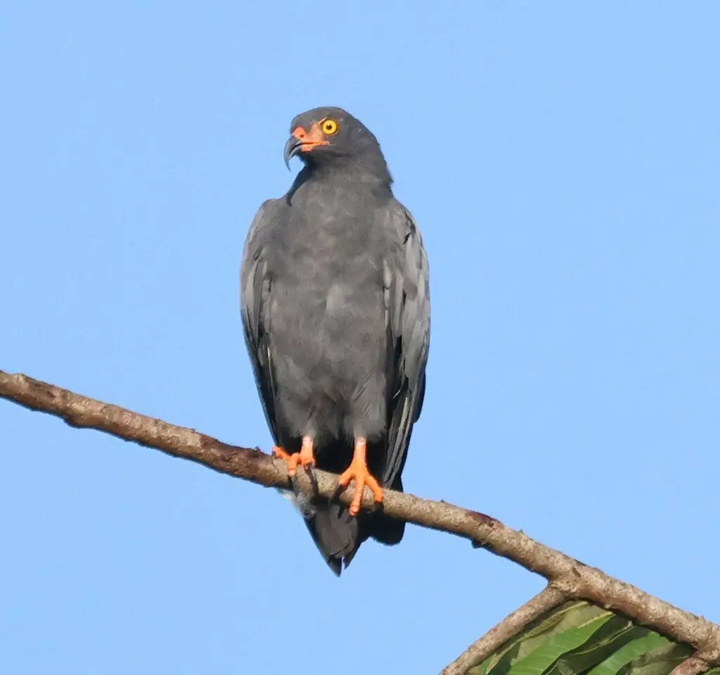 黑臀食螺鸢(Helicolestes hamatus)