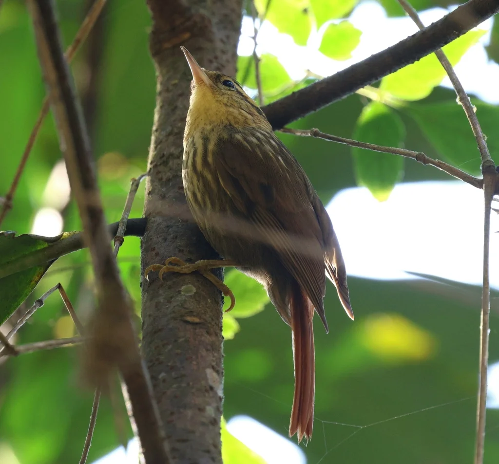 尖嘴树猎雀(Heliobletus contaminatus)