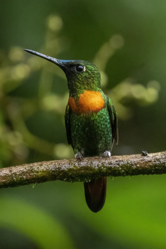 古氏蜂鸟(Heliodoxa aurescens)