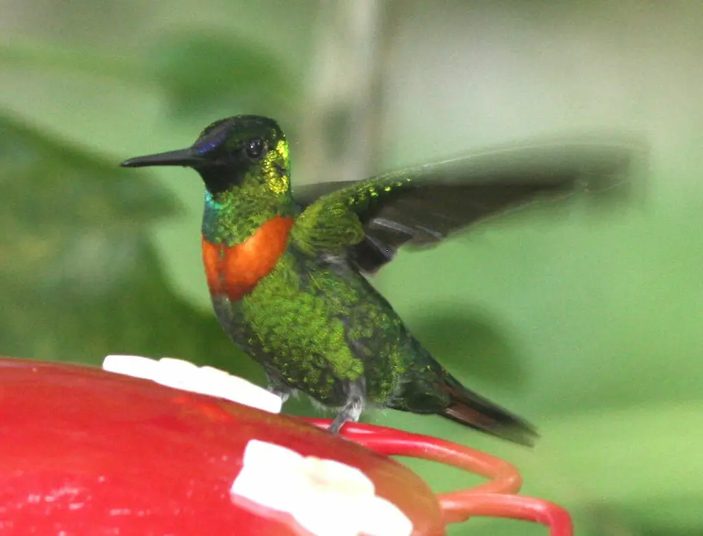 古氏蜂鸟(Heliodoxa aurescens)