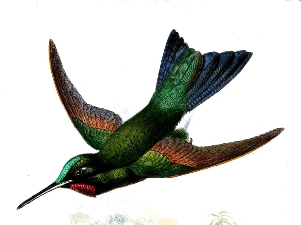 火喉辉尾蜂鸟(Metallura eupogon)