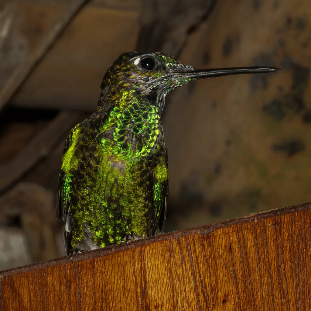 绿顶辉蜂鸟(Heliodoxa jacula)