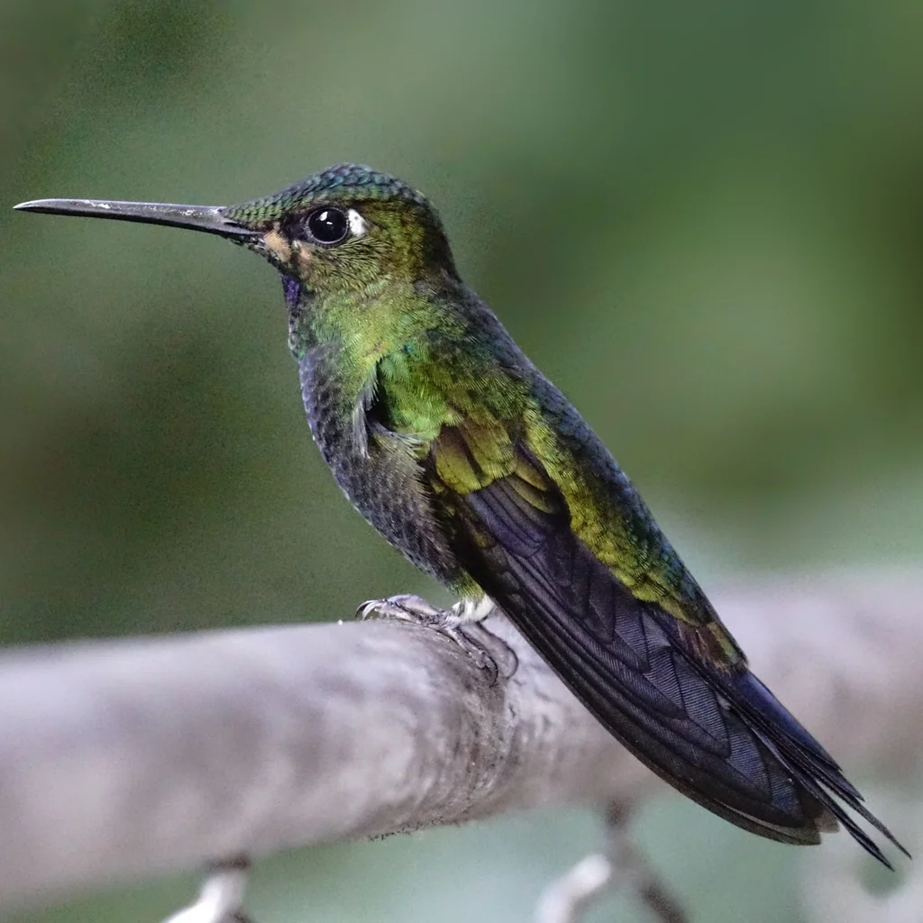 绿顶辉蜂鸟(Heliodoxa jacula)