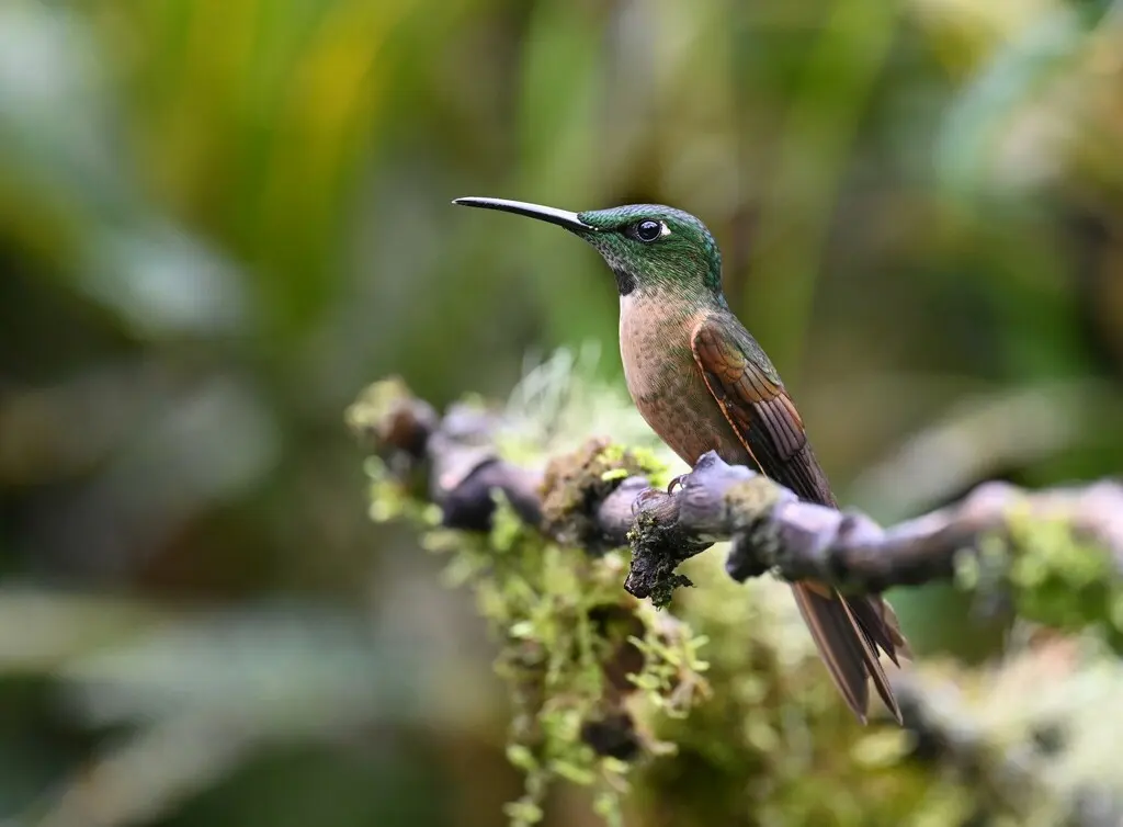 棕胸辉蜂鸟(Heliodoxa rubinoides)