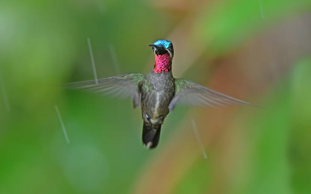 长嘴星喉蜂鸟(Heliomaster longirostris)