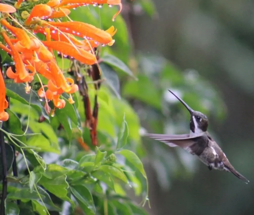 长嘴星喉蜂鸟(Heliomaster longirostris)