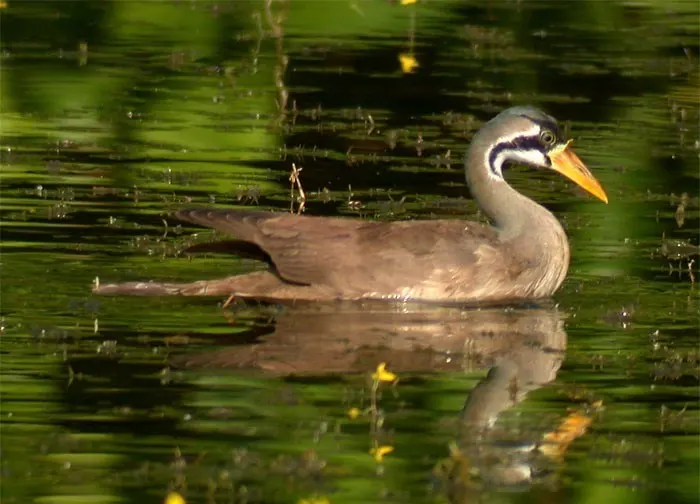 亚洲鳍趾䴘（Heliopais personatus）