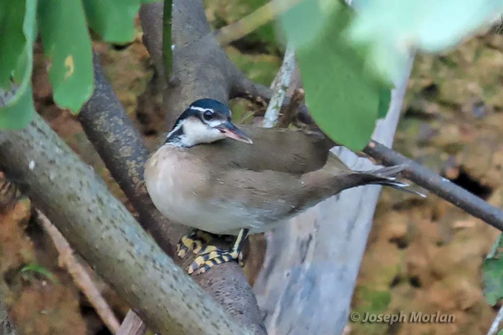 日䴘(Heliornis fulica)