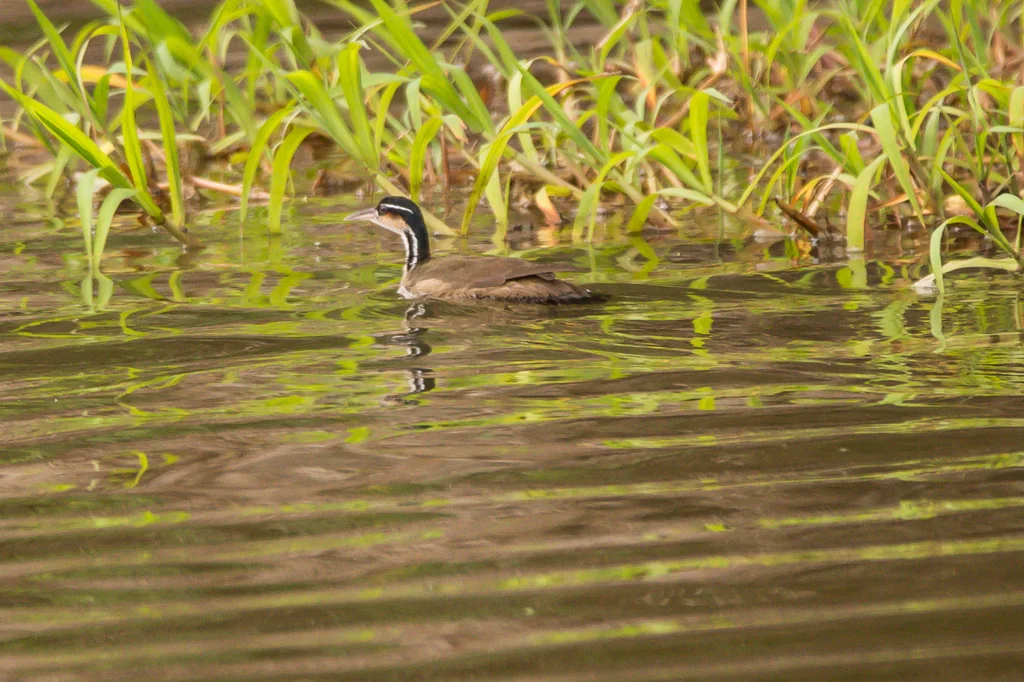 日䴘(Heliornis fulica)