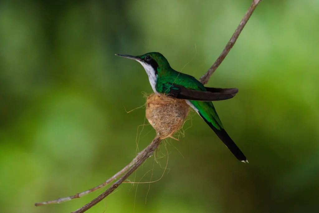 黑耳仙蜂鸟(Heliothryx auritus)