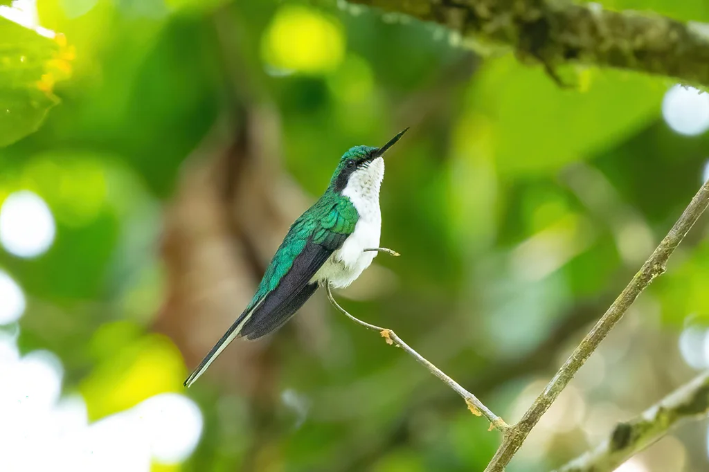 黑耳仙蜂鸟(Heliothryx auritus)