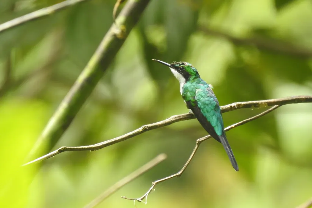 紫冠仙蜂鸟(Heliothryx barroti)