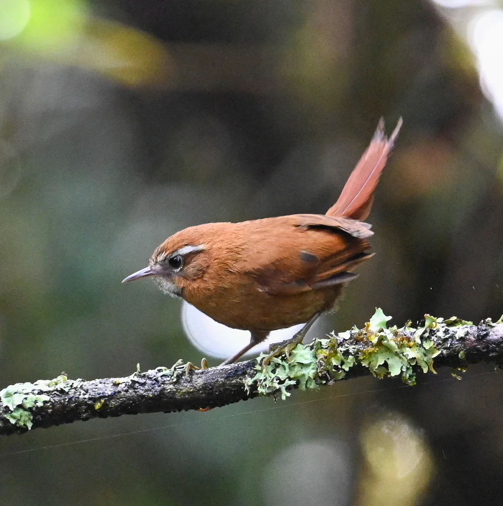 白眉针尾雀(Hellmayrea gularis)