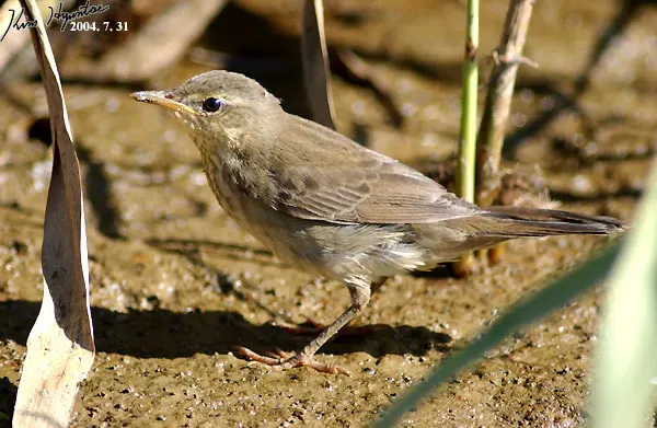 小蝗莺(Helopsaltes certhiola)
