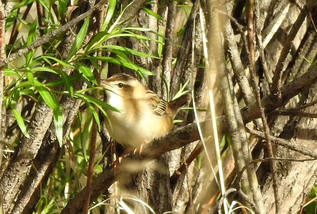 小蝗莺(Helopsaltes certhiola)