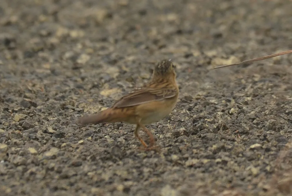 小蝗莺(Helopsaltes certhiola)