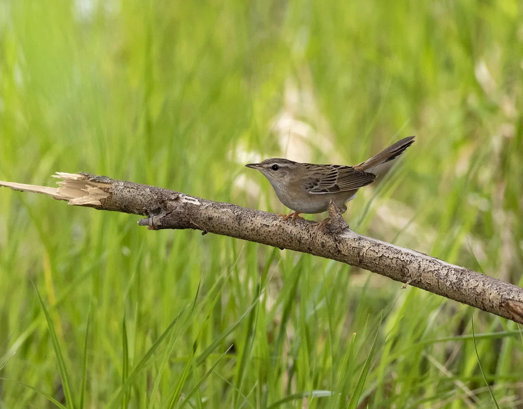 小蝗莺(Helopsaltes certhiola)