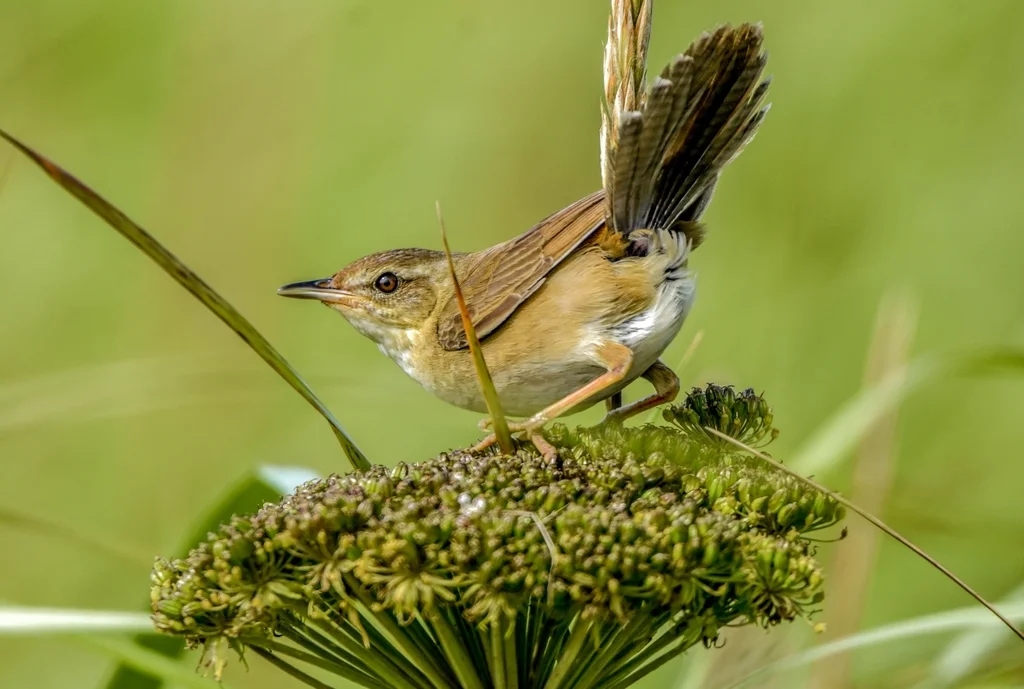 北蝗莺(Helopsaltes ochotensis)