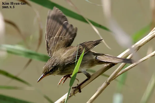 北蝗莺(Helopsaltes ochotensis)
