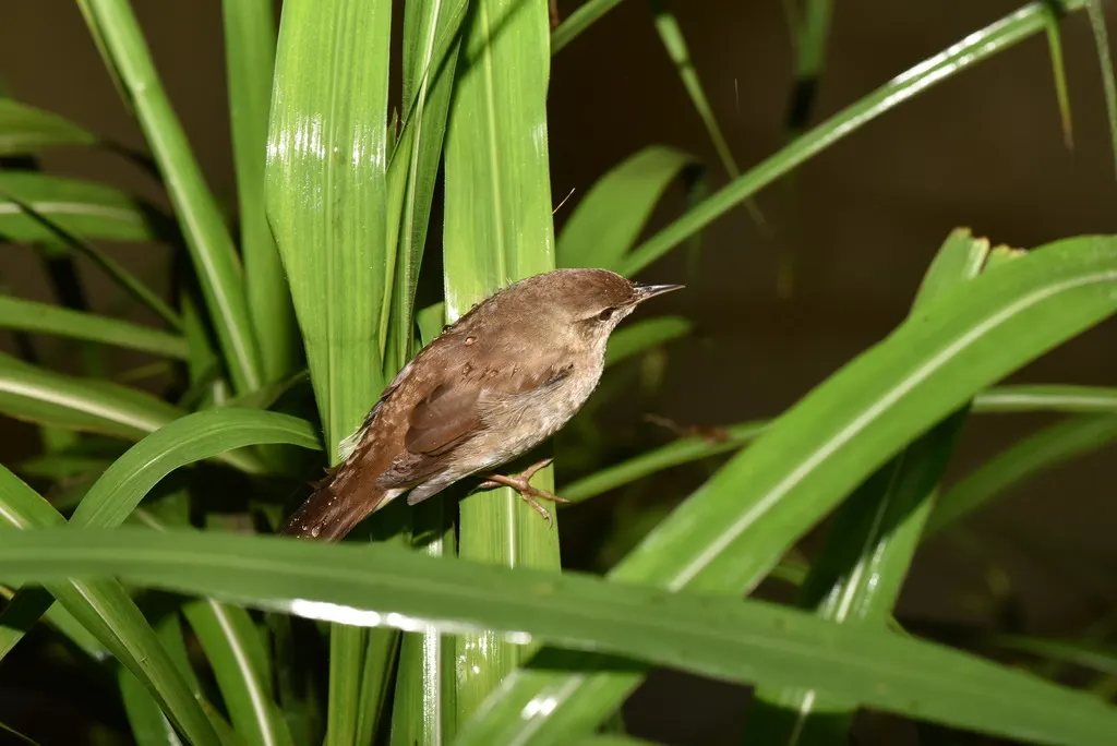 北蝗莺(Helopsaltes ochotensis)