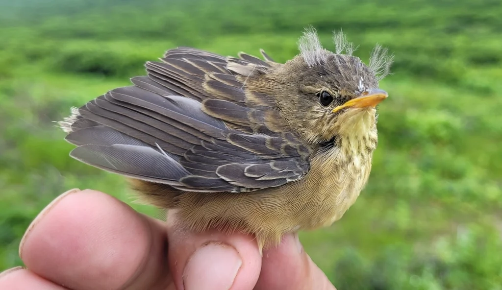 北蝗莺(Helopsaltes ochotensis)