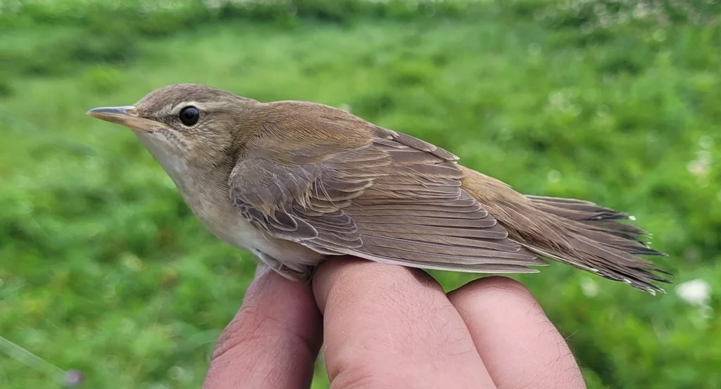 北蝗莺(Helopsaltes ochotensis)