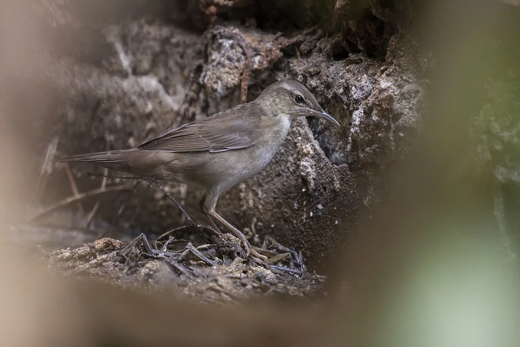 东亚蝗莺（Helopsaltes pleskei）