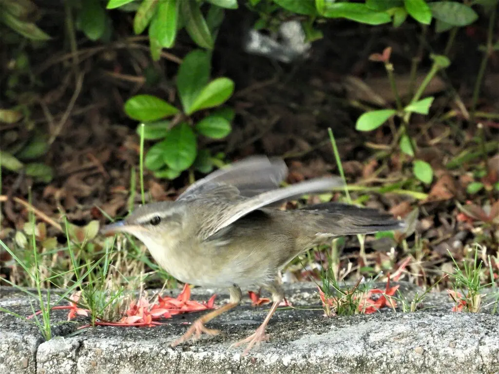 东亚蝗莺（Helopsaltes pleskei）