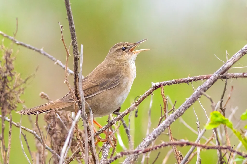 东亚蝗莺（Helopsaltes pleskei）