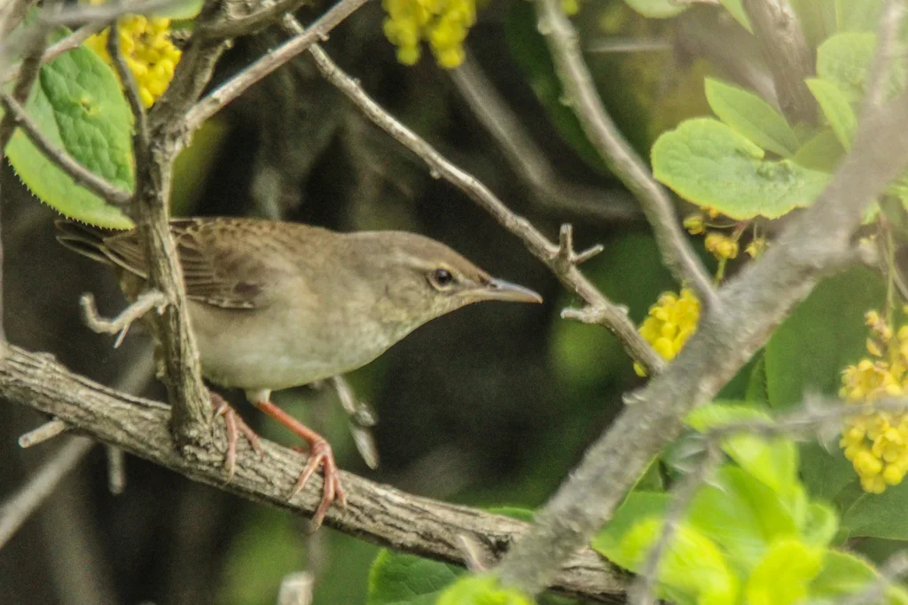 东亚蝗莺（Helopsaltes pleskei）