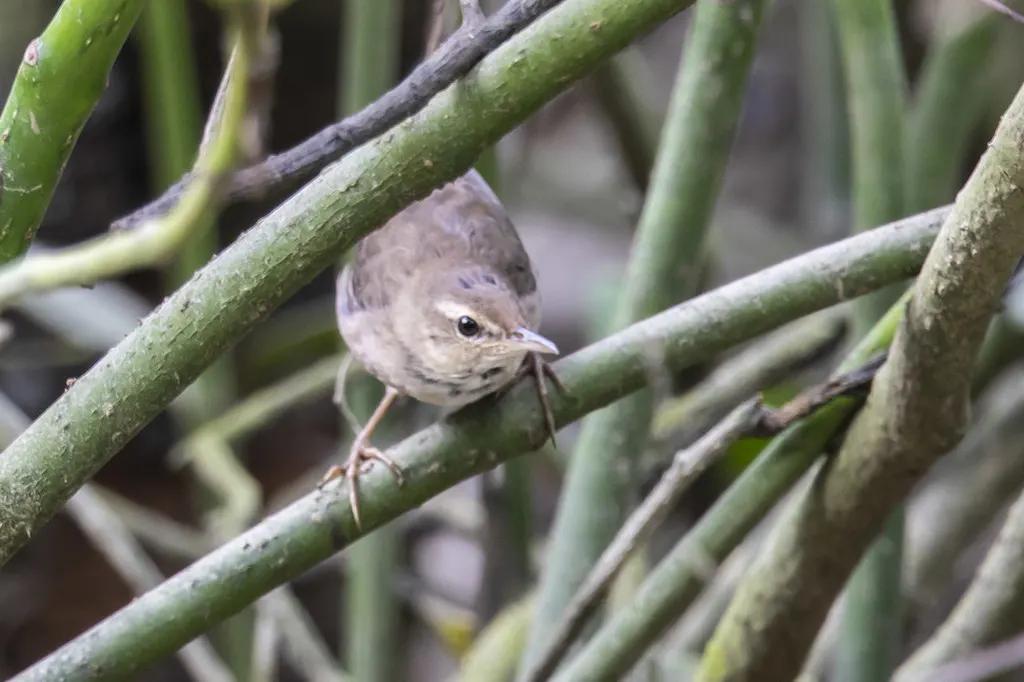 东亚蝗莺（Helopsaltes pleskei）