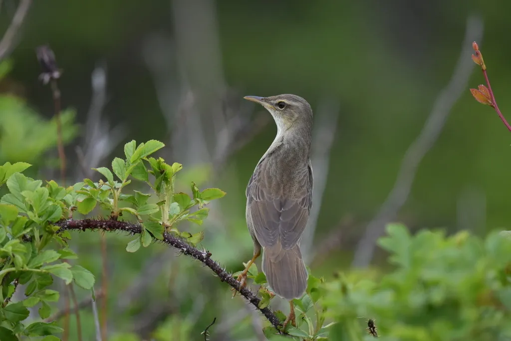 东亚蝗莺（Helopsaltes pleskei）
