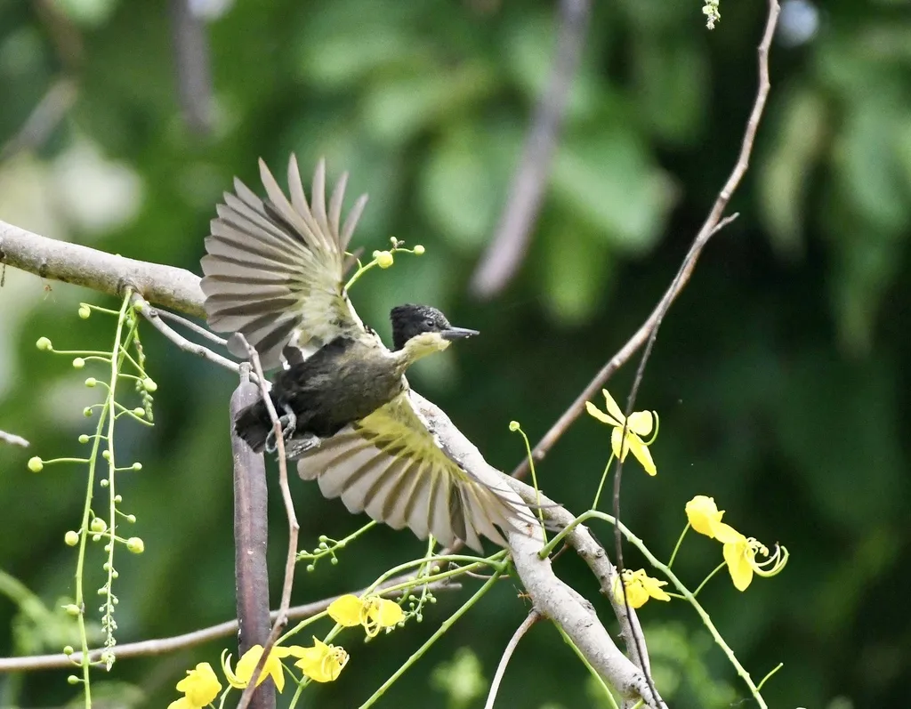 黑冠啄木鸟(Hemicircus canente)