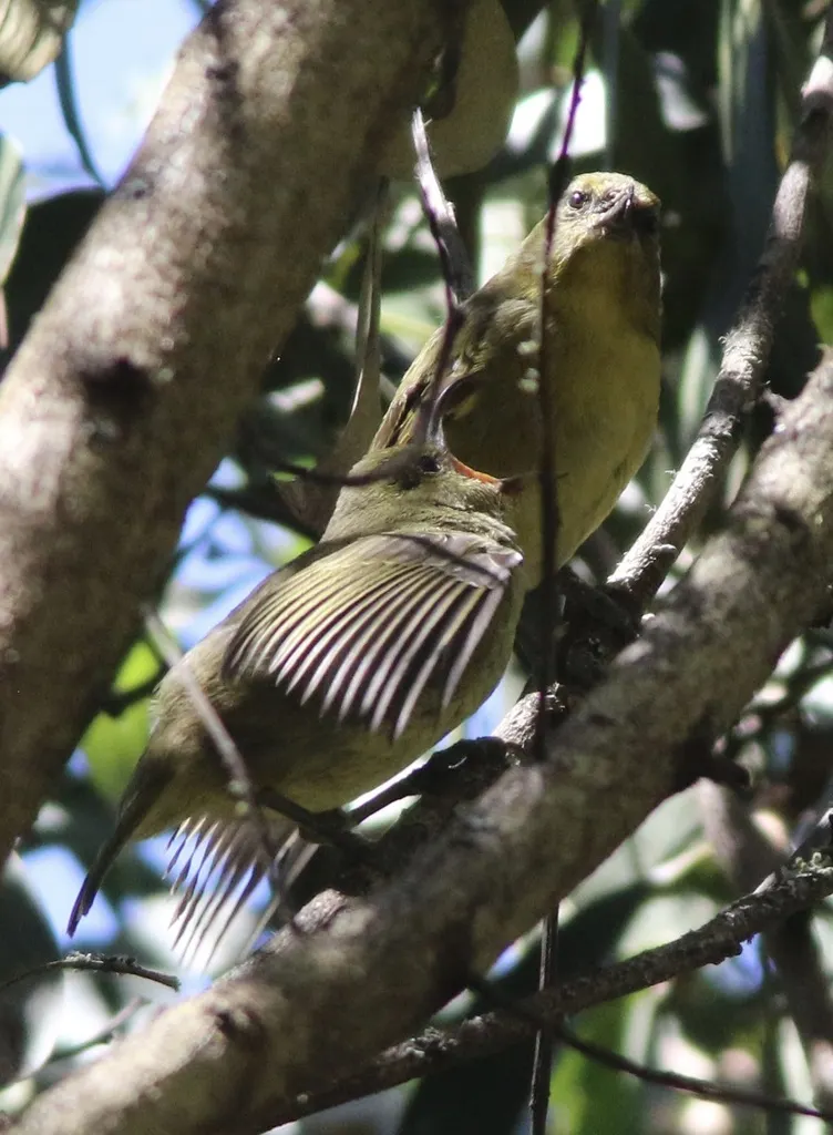 镰嘴雀(Hemignathus wilsoni)