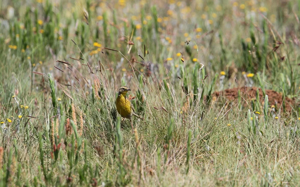 黄胸鹨(Hemimacronyx chloris)