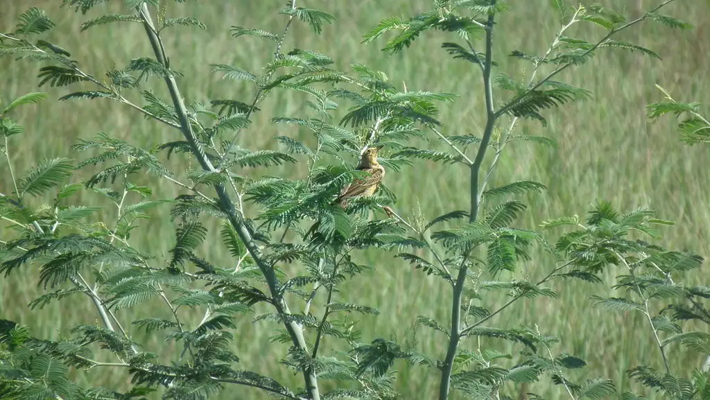 黄胸鹨(Hemimacronyx chloris)