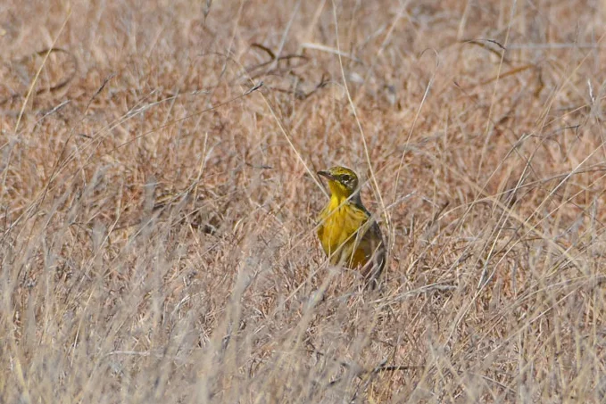 黄胸鹨(Hemimacronyx chloris)