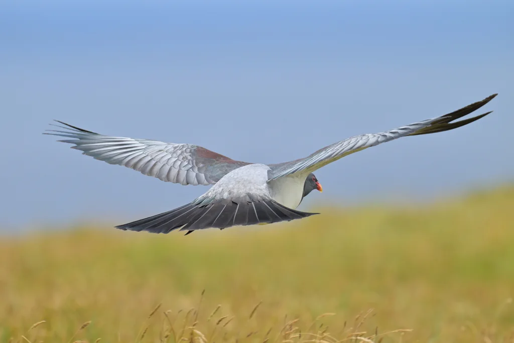 查岛鸠(Hemiphaga chathamensis)