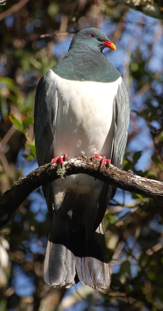查岛鸠(Hemiphaga chathamensis)