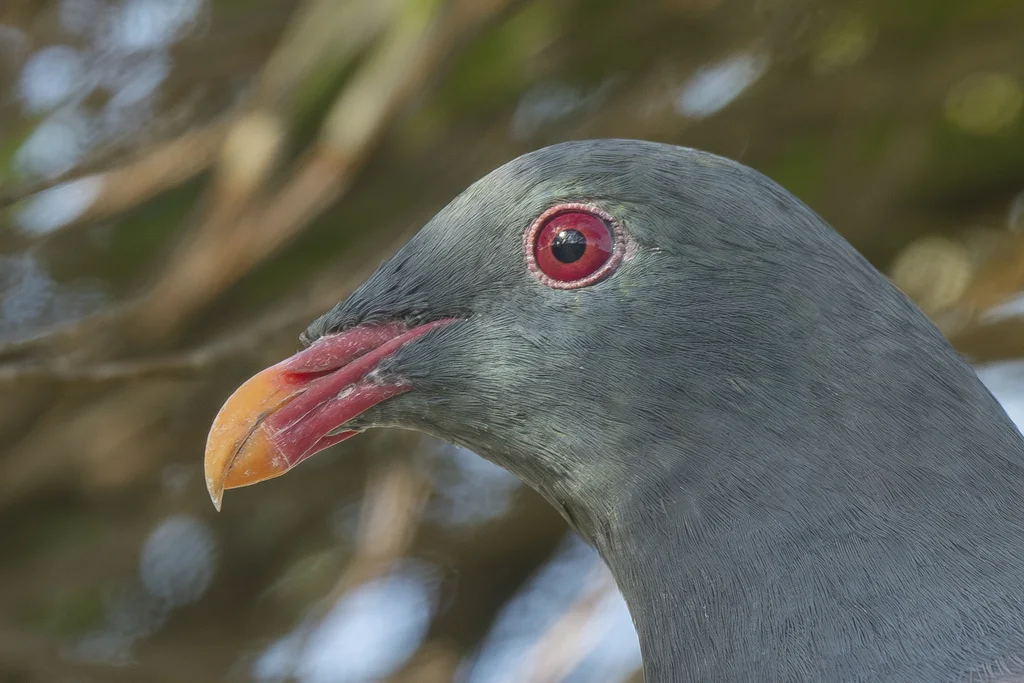 查岛鸠(Hemiphaga chathamensis)