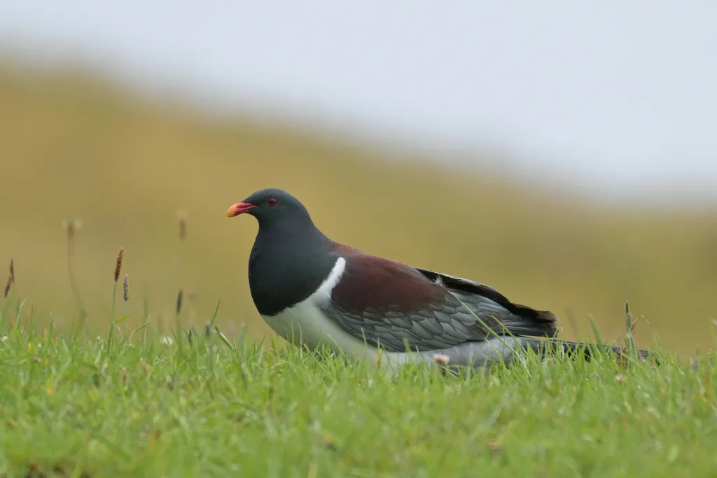 查岛鸠(Hemiphaga chathamensis)